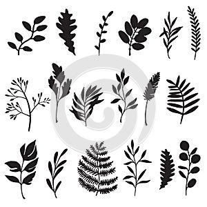 Set of plants and herbs. Black and white flat vector illustration