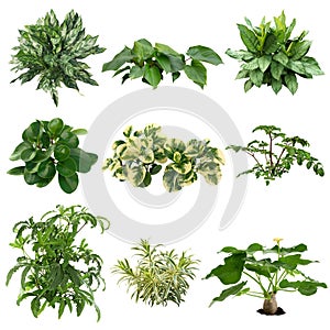 Set of plants isolated on white background