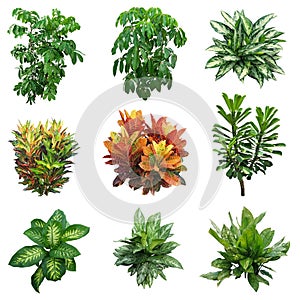 Set of plants isolated on white background