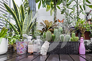 Set of plants, pots and assorted decorative objects on a terrace