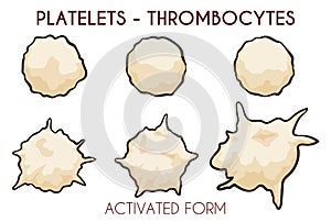 Set with Platelets or Thrombocytes in Normal and Activated Version, Vector Illustration