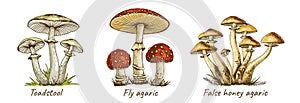 set poisonous mushrooms