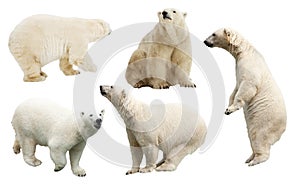 Set of polar bear. Isolated over white