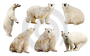 Set of polar bears. Isolated over white