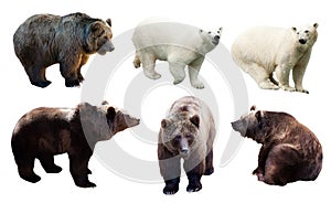 Set of polar and brown bears