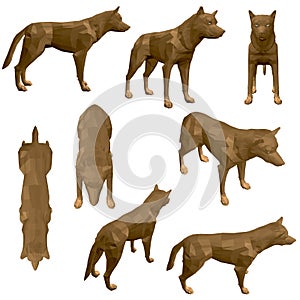 Set with polygonal coyote. Brown coyote with different view. 3D. Vector illustration photo
