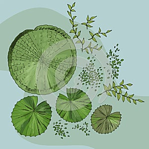 Set of pond elements water plants