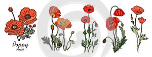 Set of Poppy, August birth month flowers vector.