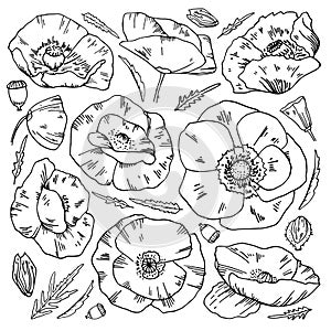 Set of poppy flowers and leaves. Hand drawn outline vector sketch illustration