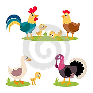 Set of popular colorful vector farm birds