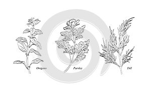 Collection of popular culinary herbs: oregano, parsley, dill