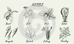 Set of popular herbs in cooking. Collection isolated