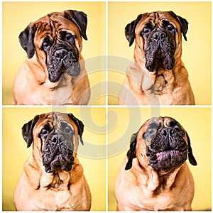 Set of portraits Bullmastiff dog barks large pet friendly animals