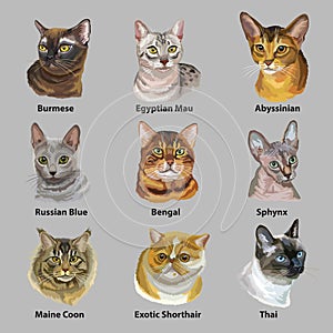 Set of portraits of cats breeds