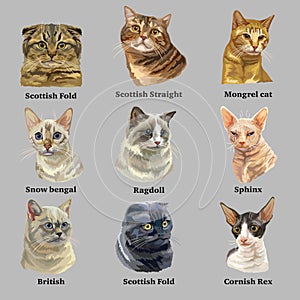 Set of portraits of cats breeds 2