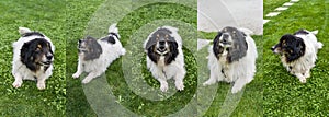 Set of portraits with cute small black and white dog