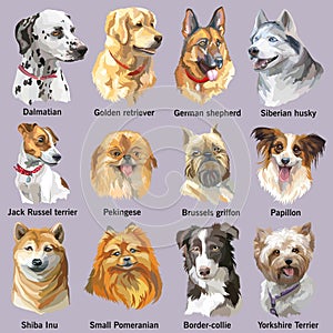 Set of portraits of dog breeds