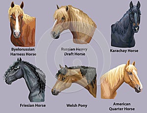 Set of portraits of horses breeds 2