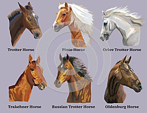 Set of portraits of horses breeds 3