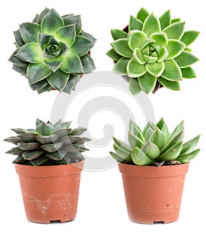 Set of pot plant Echeveria different types isolated on a white b