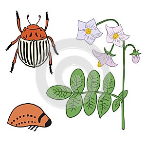 Set with potato beetle imago, larvae and potato flowers.