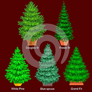 Set of potted christmas vector tree like fir or pine Blue spruce for New year celebration without holiday decoration