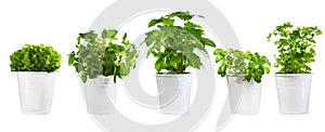 Set of potted green plants