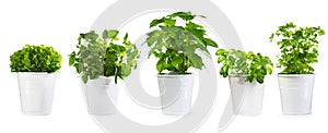 Set of potted green plants photo