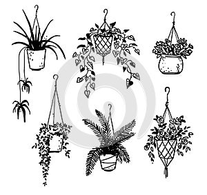 Set of potted house plants, vector sketch photo