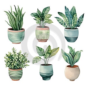Set of Potted Indoor Plants Isolated on White Background
