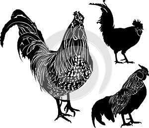 Set poultry isolated on white background.collection vector  silhouette rooster