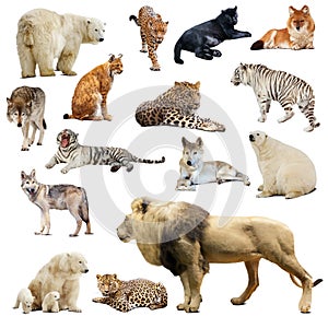 Set of predatory animals. Isolated over white photo