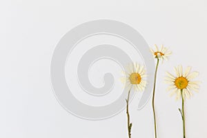 Set of pressed wild flowers.