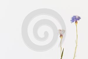 Set of pressed wild flowers.