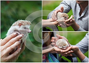 Set. prickly hedgehog in the hands of people