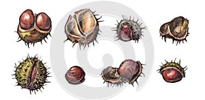 Set of pricky chestnuts - watercolor and ink illustration, isolated on white. Whole nuts and cracked open