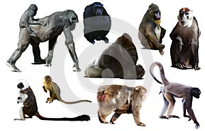 Set of primates