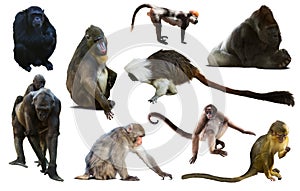 Set of primates