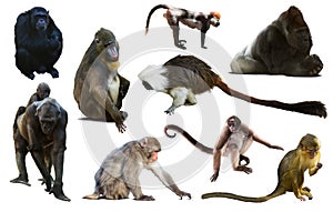 Set of primates photo