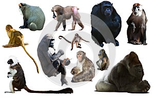 Set of primates photo