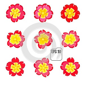 Set of primrose blossom spring floral icons. Vector illustration