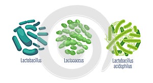 Set of Probiotic Bacteria Lactobacillus, Lactococcus and Acidophilus Good Microbes for Gut Health and Microbial Flora