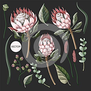 Set of protea flowers, eucalyptus and leaves isolated. Vector.