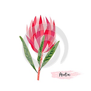 Set of protea flowers. Vector digital modern art. Bright pink, red, rose ang green colors. Bloosoms and leaves. Tropical