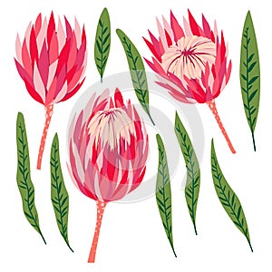 Set of protea flowers. Vector digital modern art. Bright pink, red, rose ang green colors. Bloosoms and leaves. Tropical