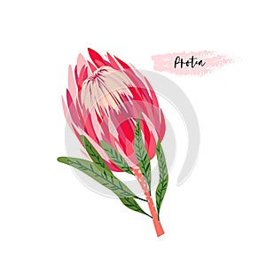 Set of protea flowers. Vector digital modern art. Bright pink, red, rose ang green colors. Bloosoms and leaves. Tropical