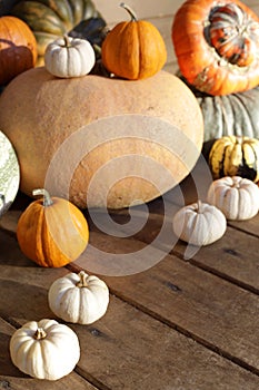 set of pumpkins