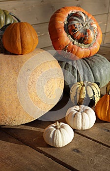 Set of pumpkins