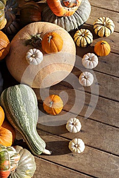 Set of pumpkins