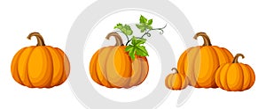 Set of pumpkins. Vector illustration. photo